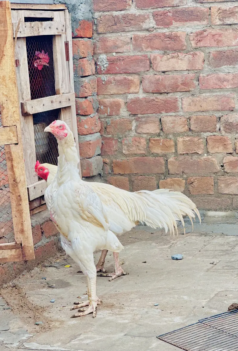 Aseel hera /breader pair /male / female/ /murga/murgi /high quality — photo 4
