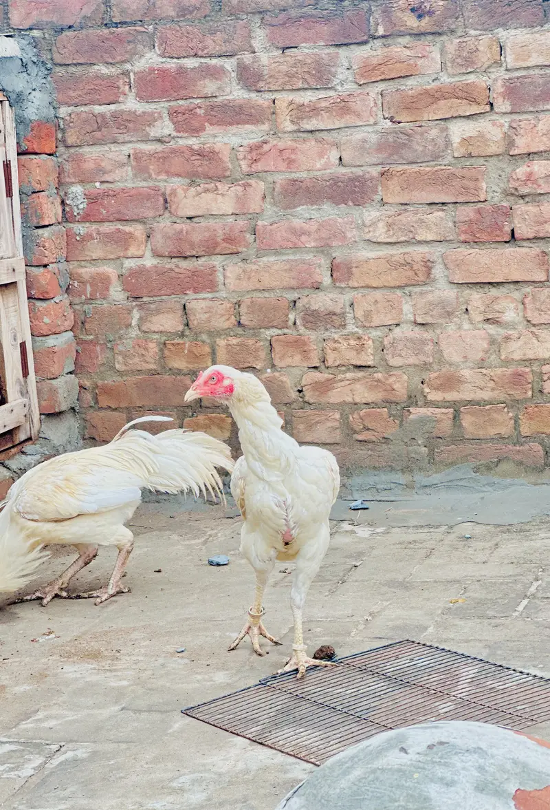 Aseel hera /breader pair /male / female/ /murga/murgi /high quality — photo 5