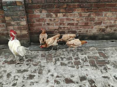 Hens And Cages