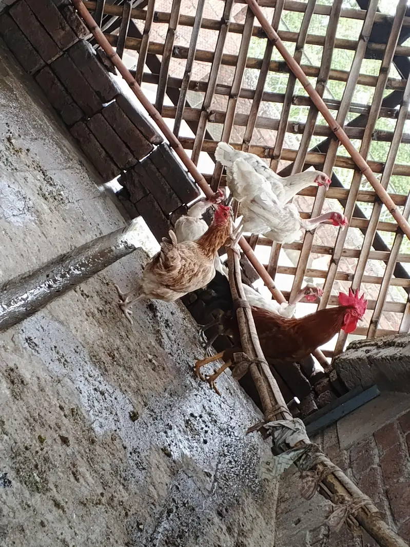 Hens And Cages — photo 2