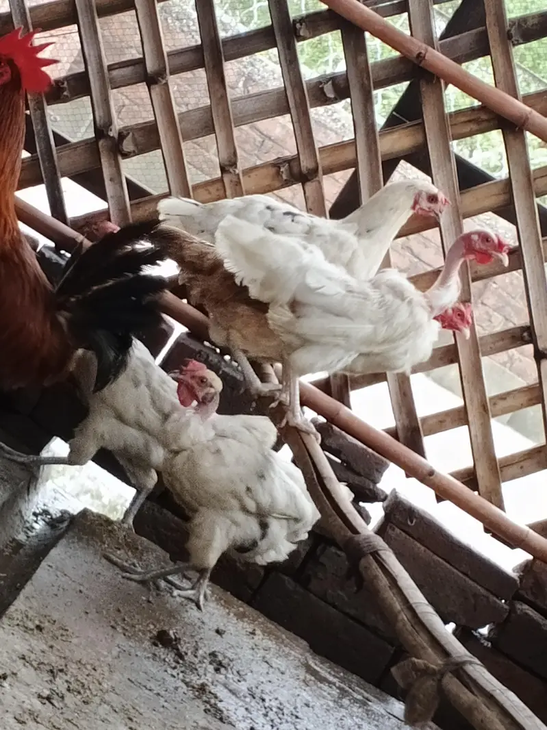 Hens And Cages — photo 3