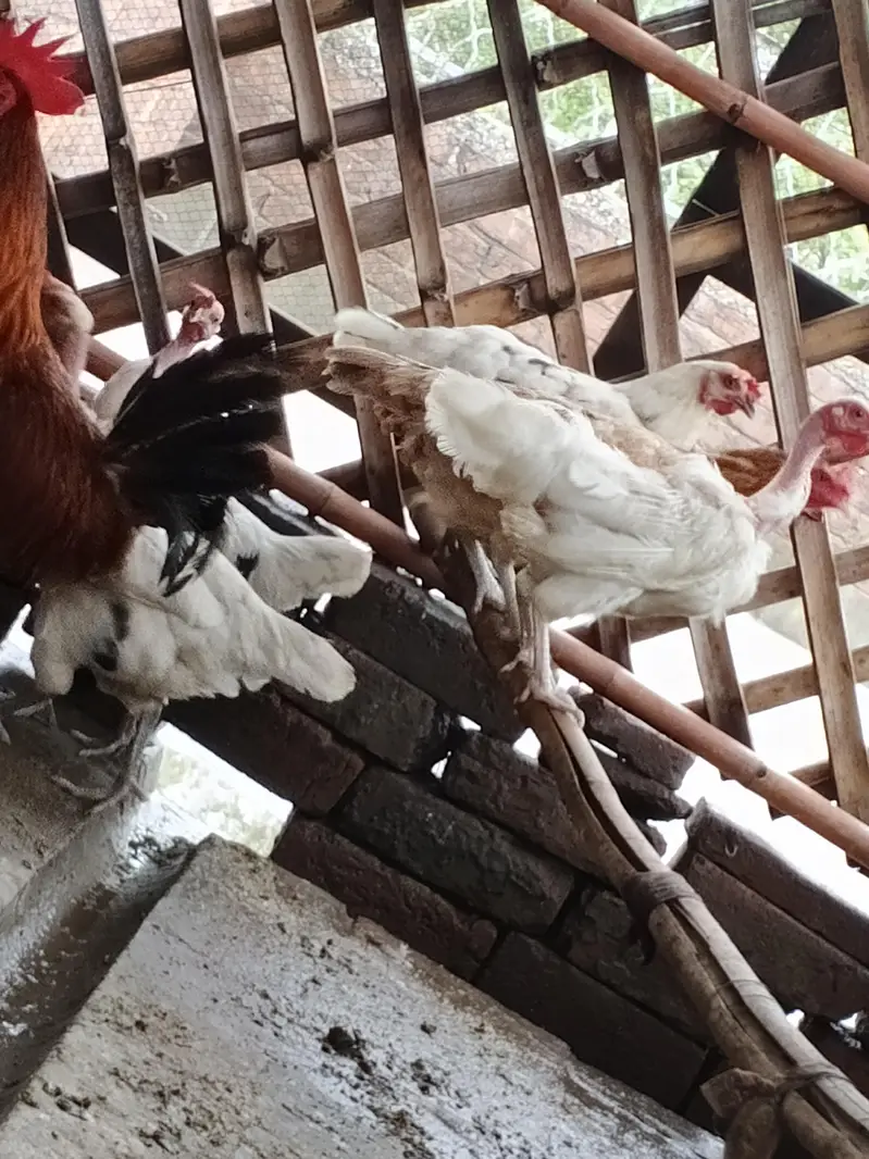 Hens And Cages — photo 4