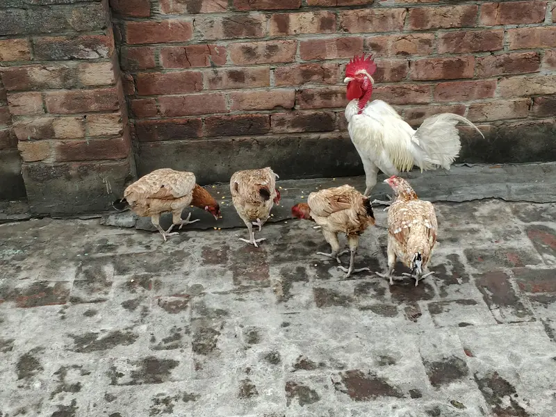 Hens And Cages — photo 5