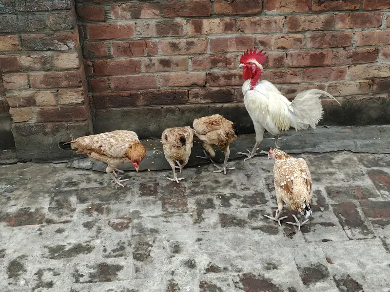 Hens And Cages — photo 6