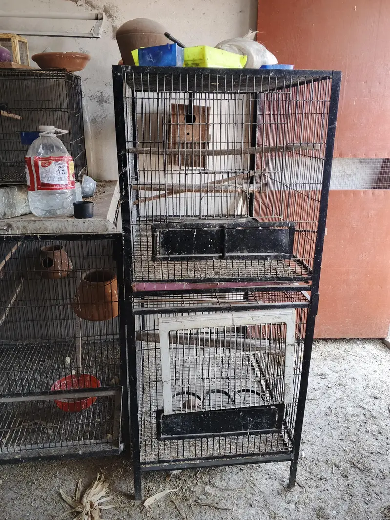 Hens And Cages — photo 7
