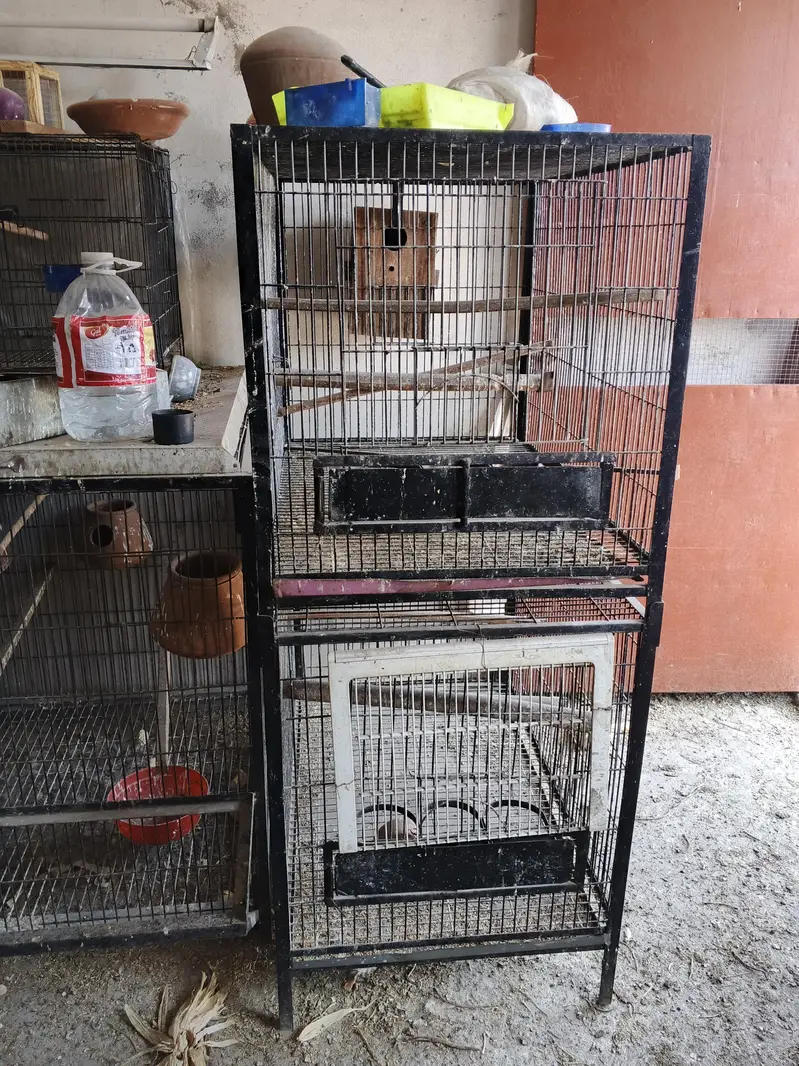 Hens And Cages — photo 8