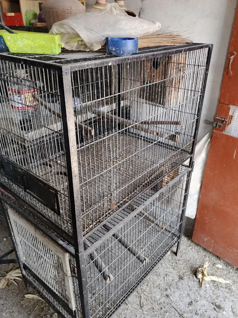 Hens And Cages — photo 9