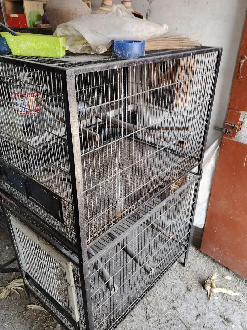 Hens And Cages — photo 10