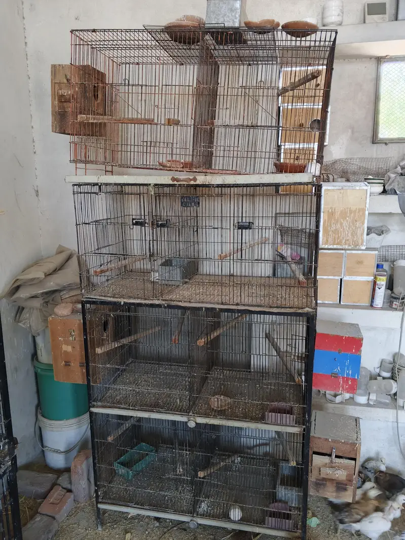Hens And Cages — photo 12