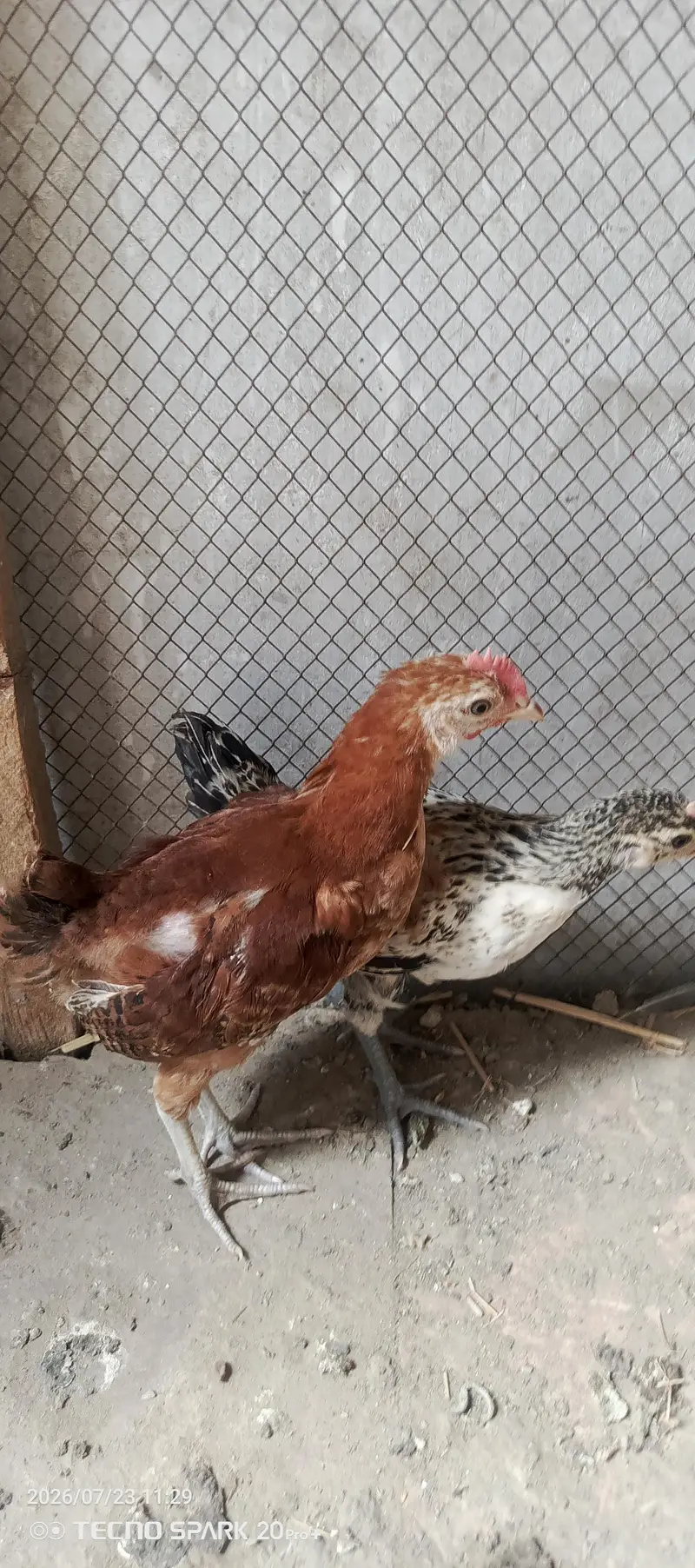 male and female — photo 2