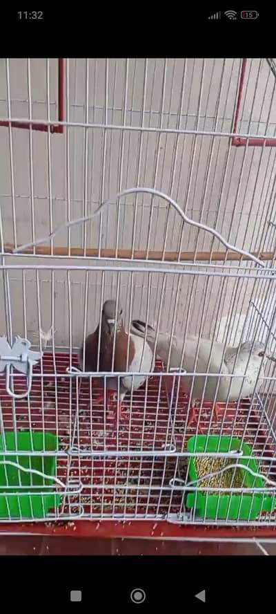 Pair of Healthy Fancy Pigeons with Cage for Sale