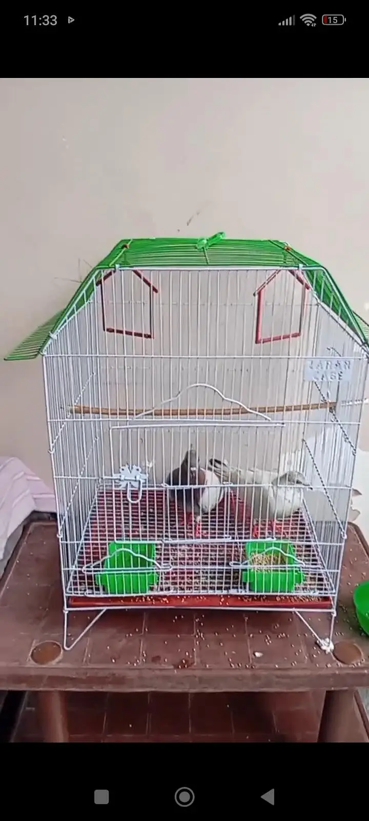 Pair of Healthy Fancy Pigeons with Cage for Sale — photo 2