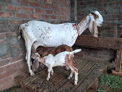 desi goat with male and female kids