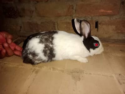 Desi male rabbits