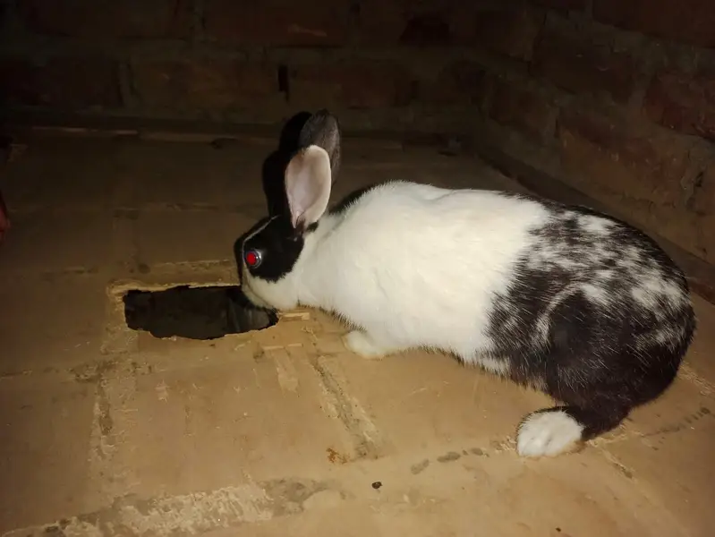 Desi male rabbits — photo 2
