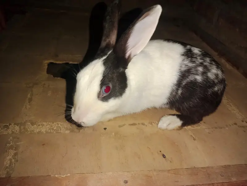 Desi male rabbits — photo 3