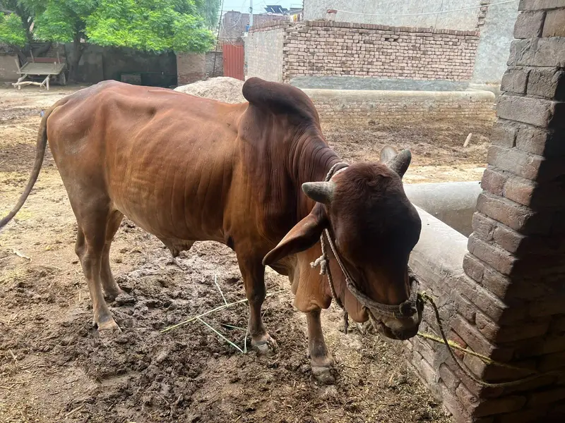 Healthy Red Bull for Sale | Strong & Active | Good Breed