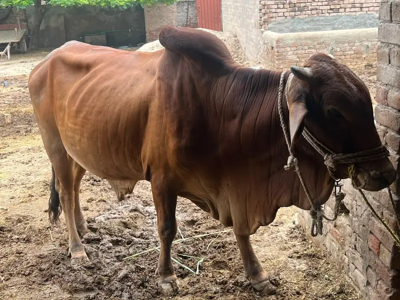 Healthy Red Bull for Sale | Strong & Active | Good Breed — photo 2
