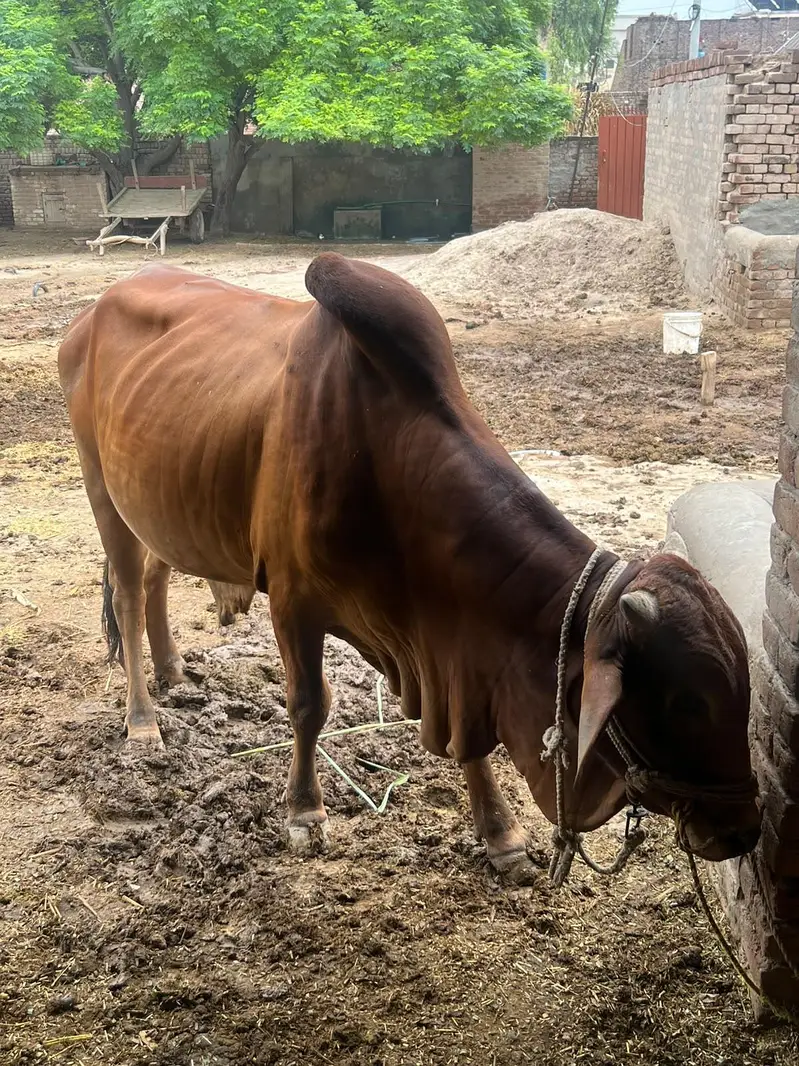 Healthy Red Bull for Sale | Strong & Active | Good Breed — photo 3