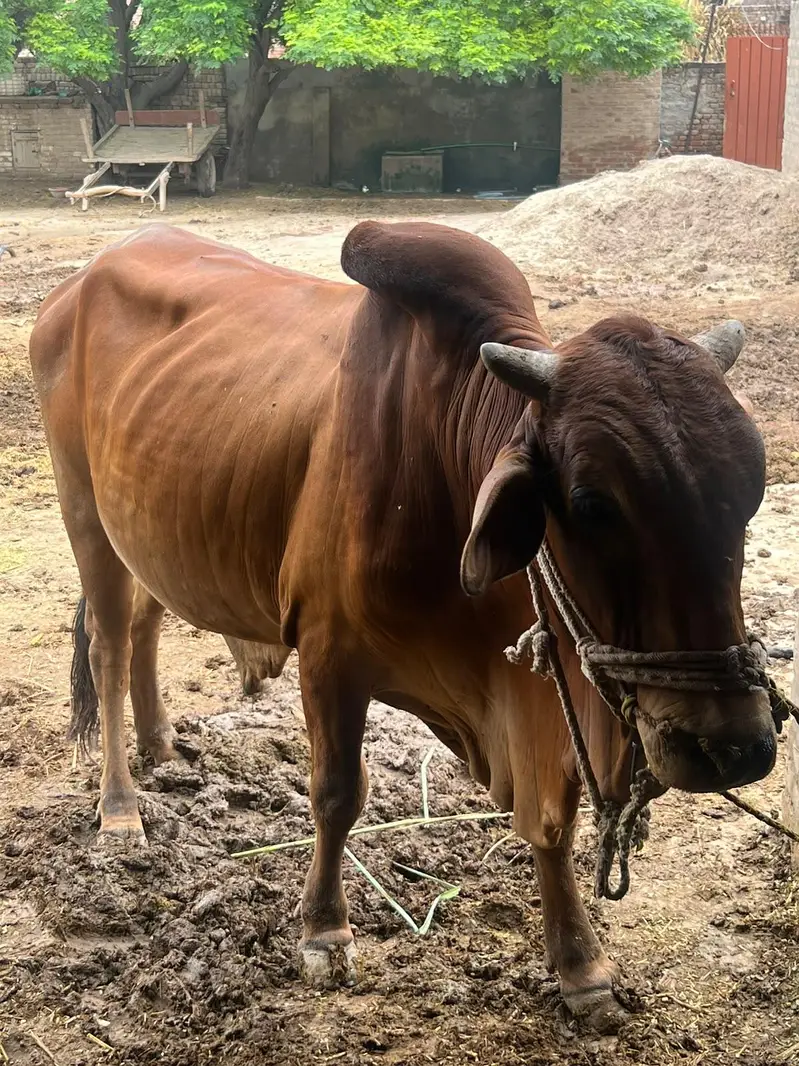 Healthy Red Bull for Sale | Strong & Active | Good Breed — photo 4