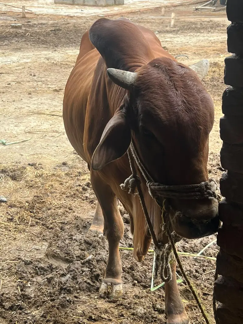 Healthy Red Bull for Sale | Strong & Active | Good Breed — photo 5