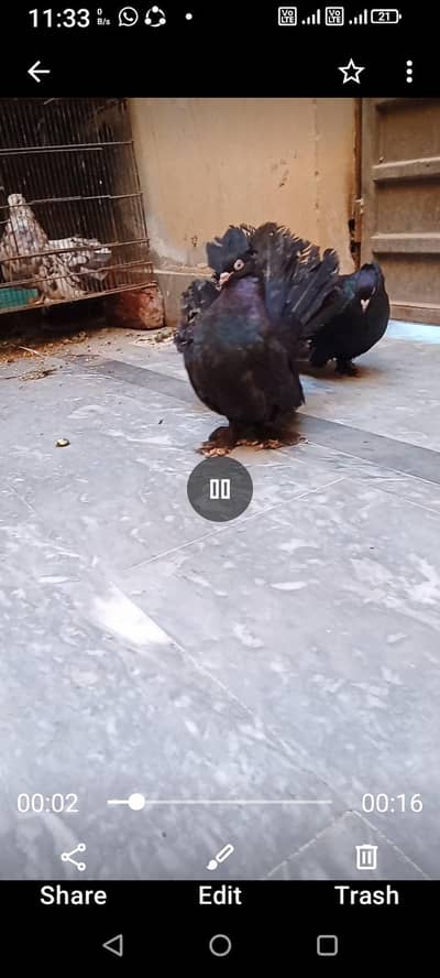 American black breeder pair