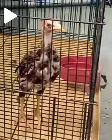 Pure Aseel Mianwali chicks