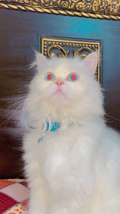 persian cat healthy n friendly