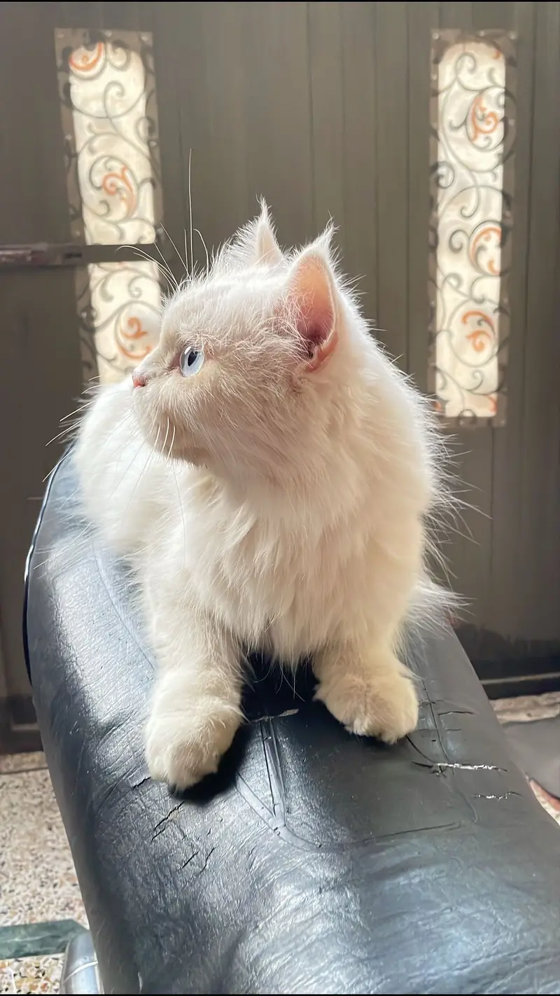 persian cat healthy n friendly — photo 2