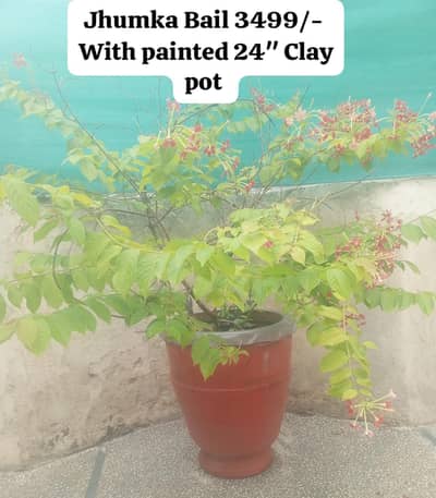 Niaz boo, jhumka bail, Jade, coleus, aelovera plants for sale