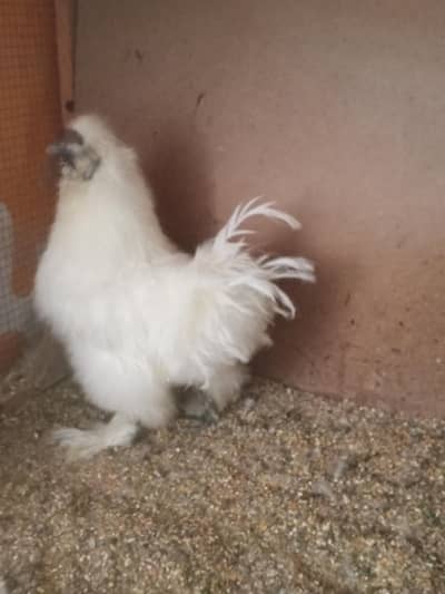 White silky male for sale    2 piece