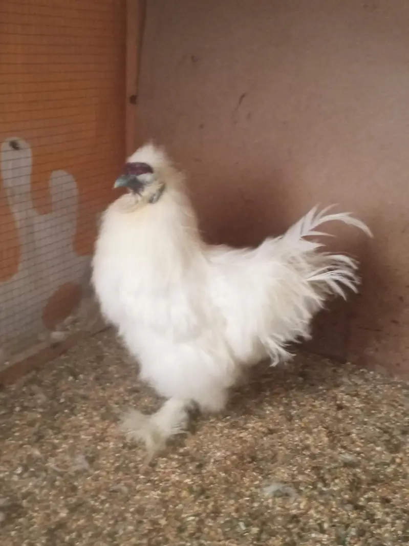 White silky male for sale    2 piece — photo 2