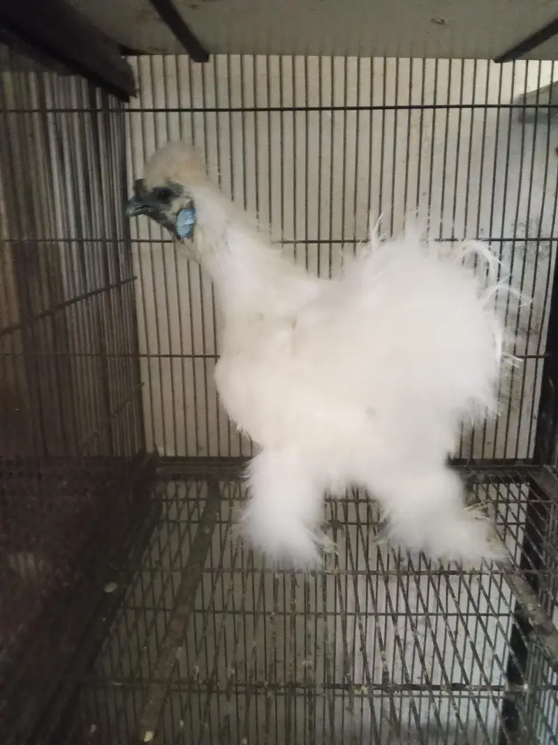 White silky male for sale    2 piece — photo 3