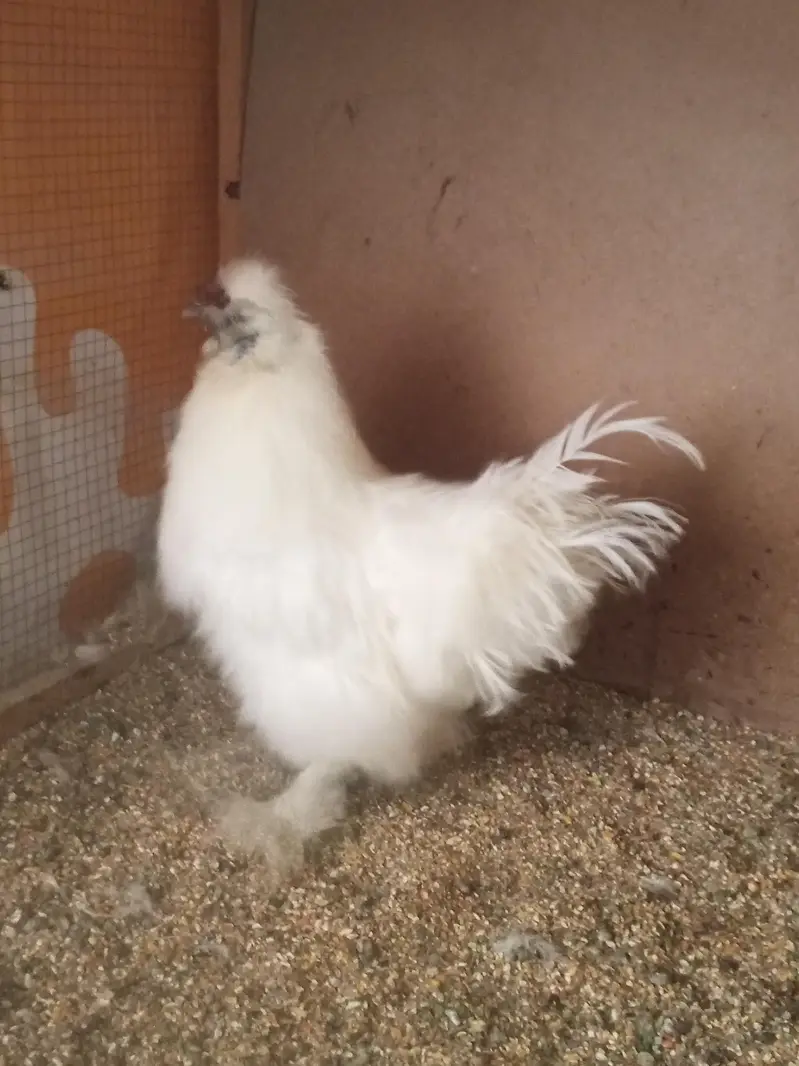 White silky male for sale    2 piece — photo 4