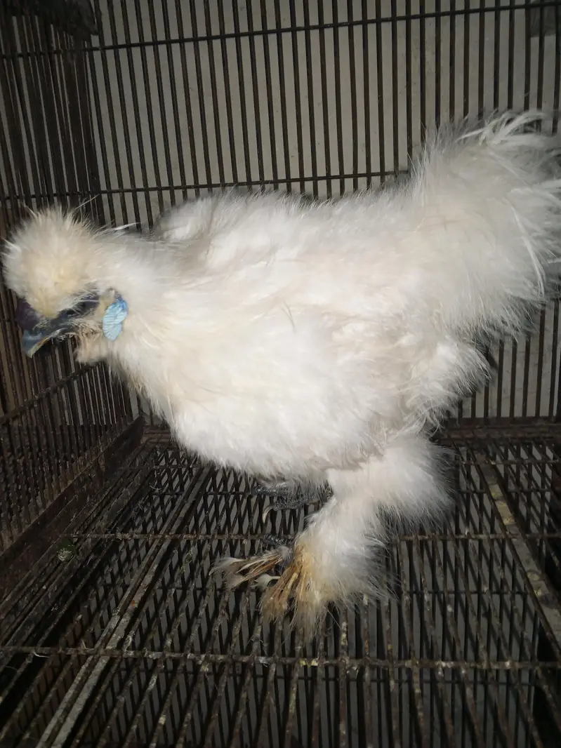 White silky male for sale    2 piece — photo 5