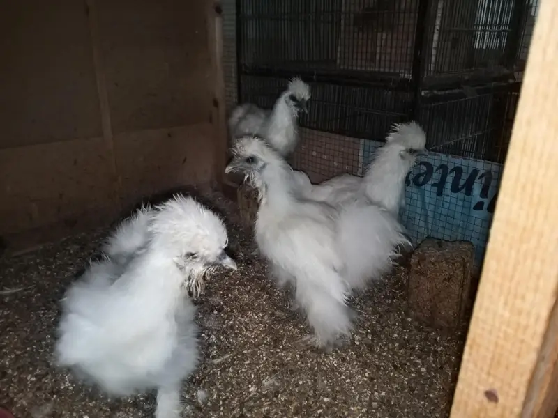 White silky male for sale    2 piece — photo 6