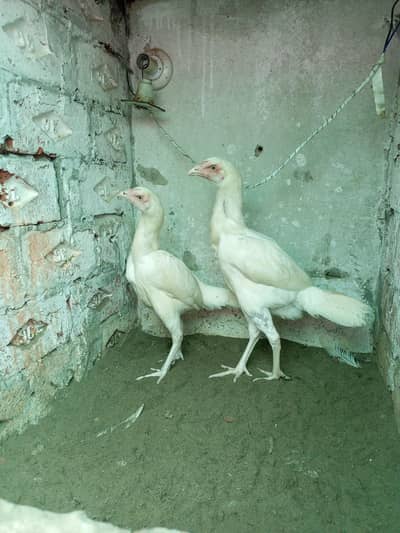 Aseel Heera Hens Females ( 03204661930 )