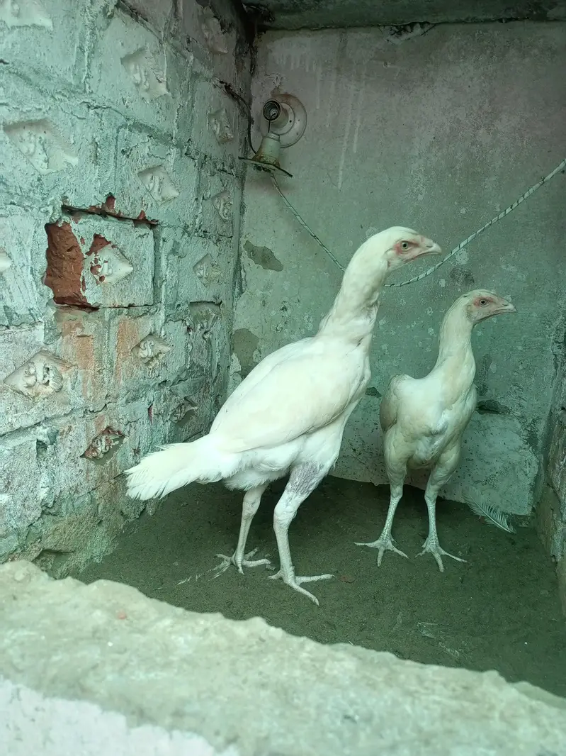 Aseel Heera Hens Females ( 03204661930 ) — photo 3