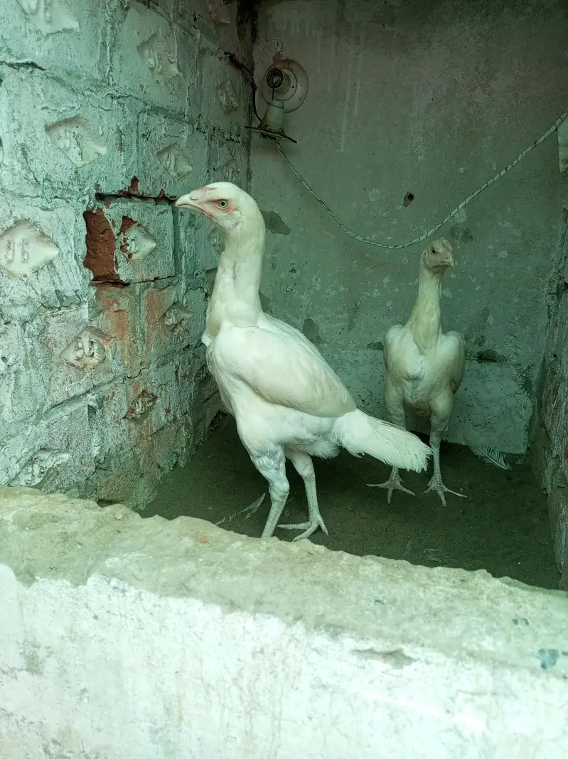 Aseel Heera Hens Females ( 03204661930 ) — photo 4
