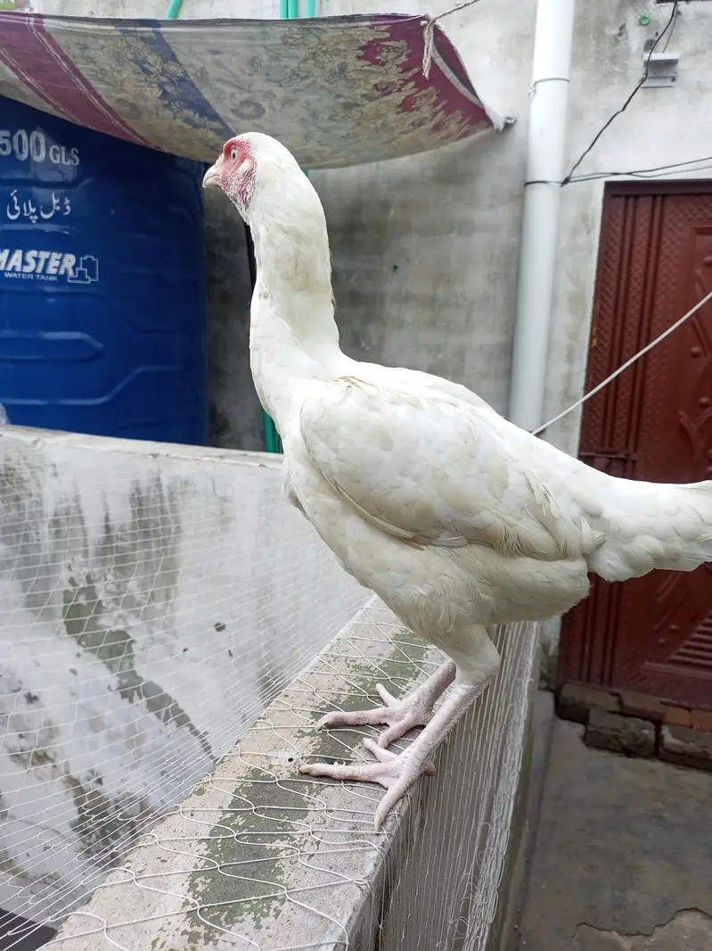 Aseel Heera Hens Females ( 03204661930 ) — photo 6