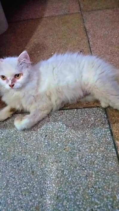 beautiful persion cat for sale phone number 03147670258