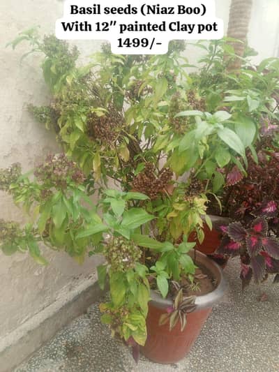 spider plant, Basil seeds, Jhumka bail, Many more plants