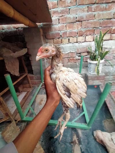 Pakistani aseel male and female chicks 5 months urgent sale