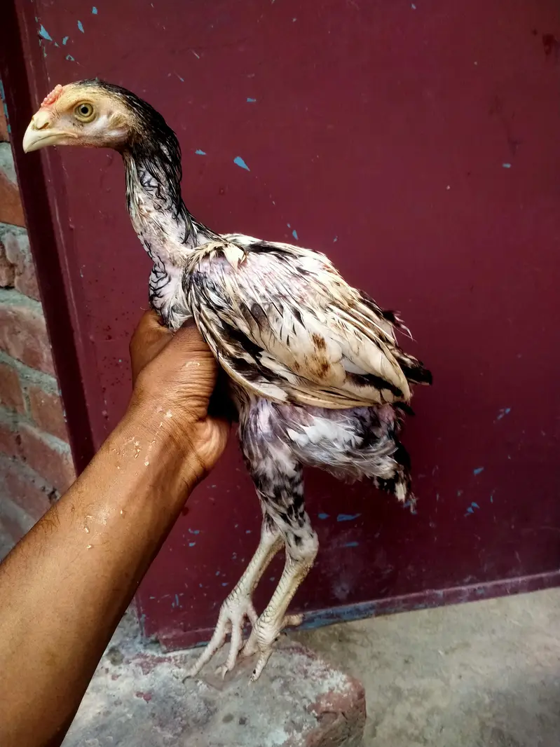 Pakistani aseel male and female chicks 5 months urgent sale — photo 3