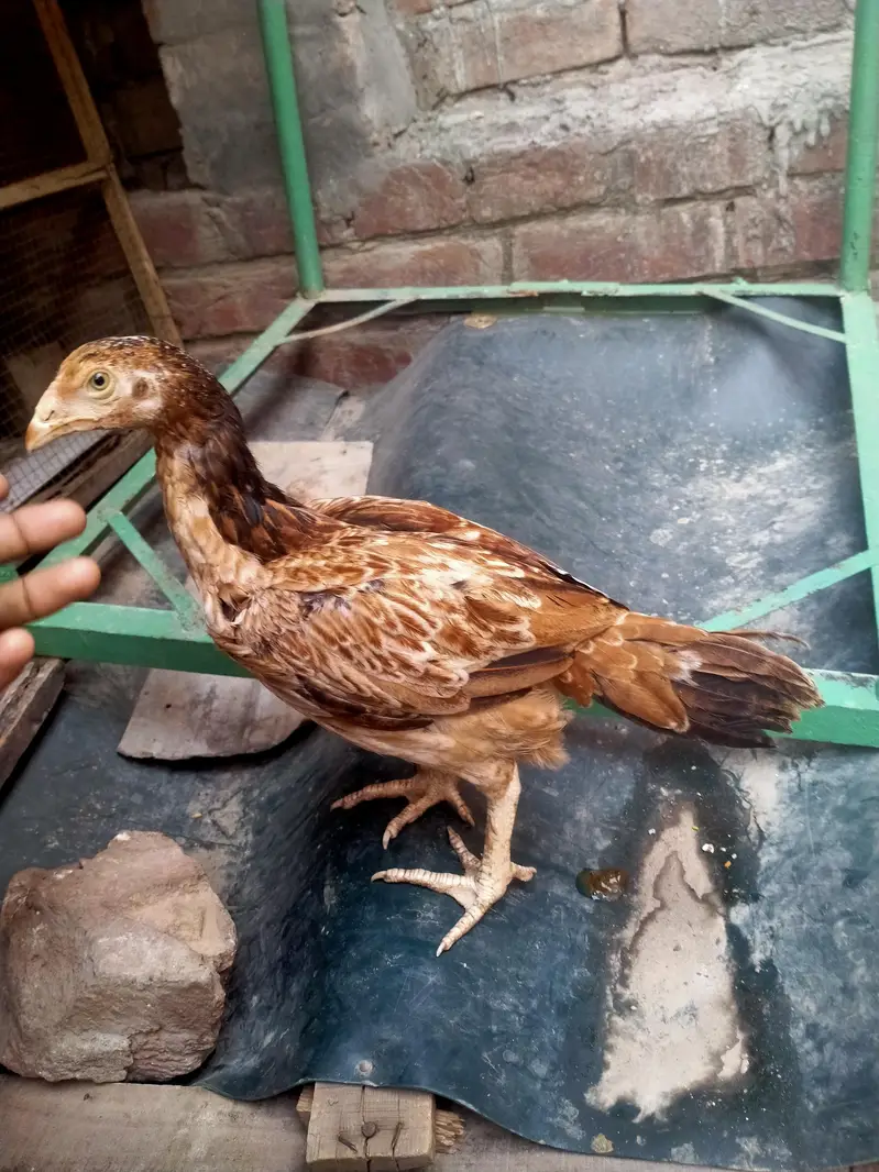 Pakistani aseel male and female chicks 5 months urgent sale — photo 4