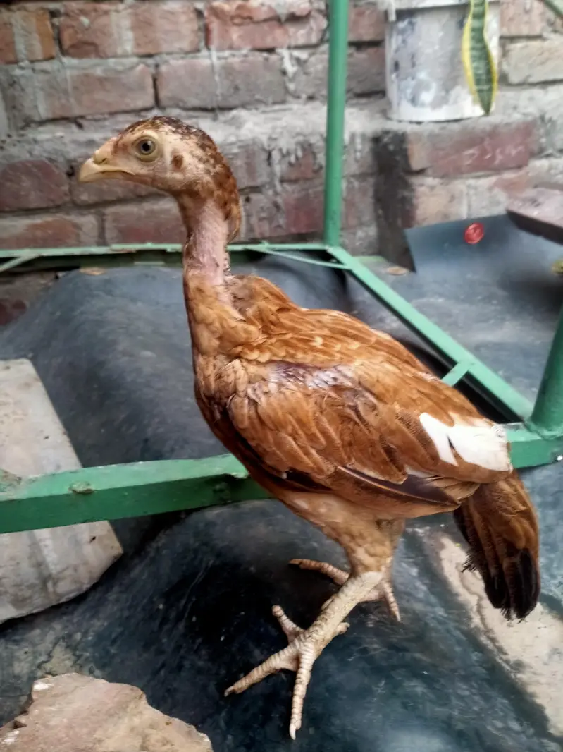 Pakistani aseel male and female chicks 5 months urgent sale — photo 5