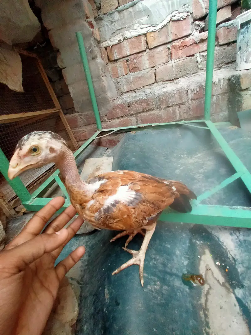 Pakistani aseel male and female chicks 5 months urgent sale — photo 6