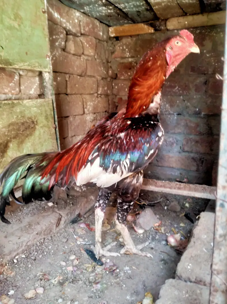 Pakistani aseel male and female chicks 5 months urgent sale — photo 7