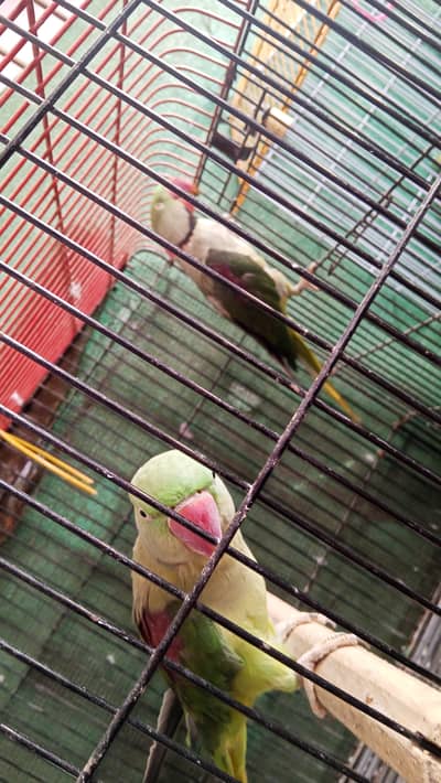 Green parrot for sale