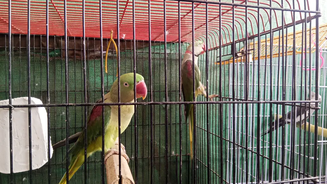 Green parrot for sale — photo 2